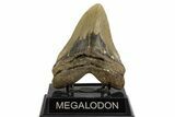 Fossil Megalodon Tooth - North Carolina #328238-2
